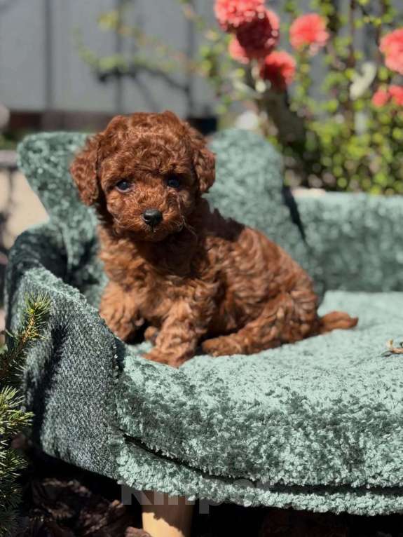 Собаки в Нижнем Новгороде: Той-пудель, щенок Мальчик, 150 000 руб. - фото 2