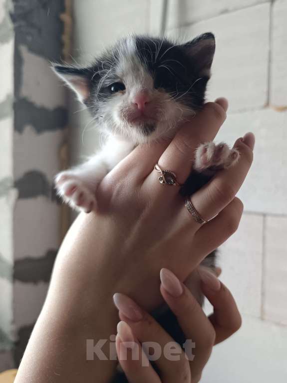 Кошки в других городах Московской области: Котик в семью  Мальчик, Бесплатно - фото 1