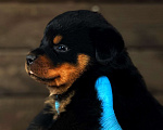Собаки в Воронеже: Продажа щенки ротвейлера Мальчик, Бесплатно - фото 3