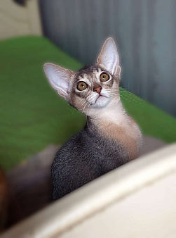 Абиссинская девочка