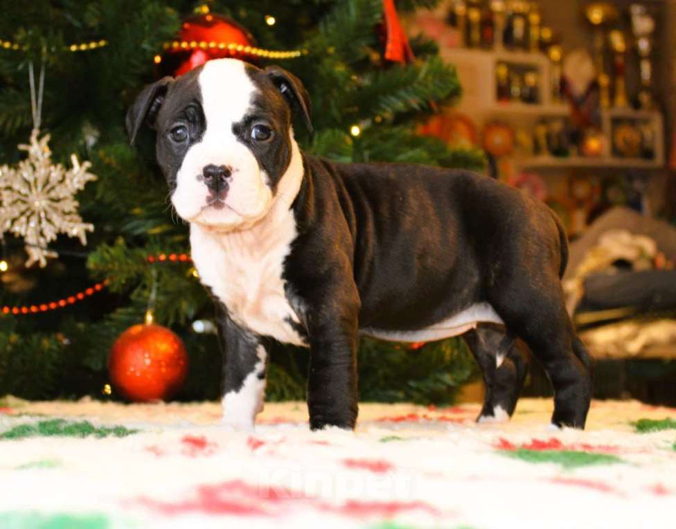 Собаки в других городах Московской области: Девочка американского стаффордширского терьера Девочка, 60 000 руб. - фото 5