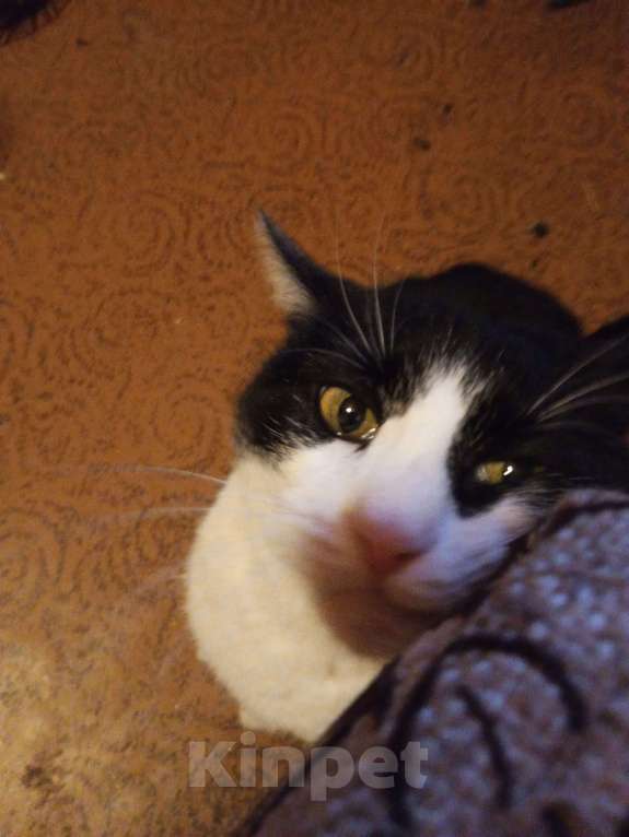 Кошки в Москве: Пятнышко ищет дом Девочка, Бесплатно - фото 1