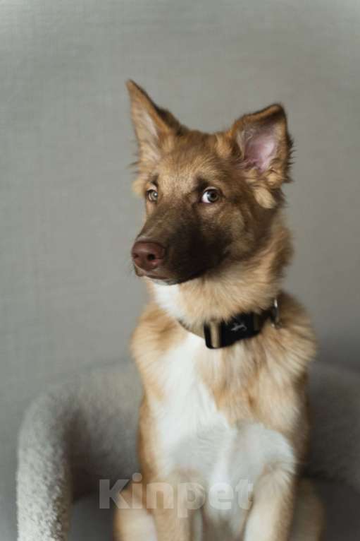 Собаки в Екатеринбурге: Филя ищёт дом! Мальчик, Бесплатно - фото 1