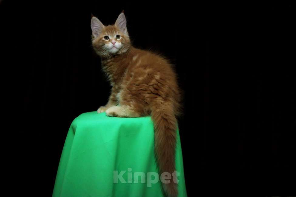 Кошки в Иваново: Котёнок мейн кун ( красный мрамор d 22 ) . Мальчик, 50 000 руб. - фото 8