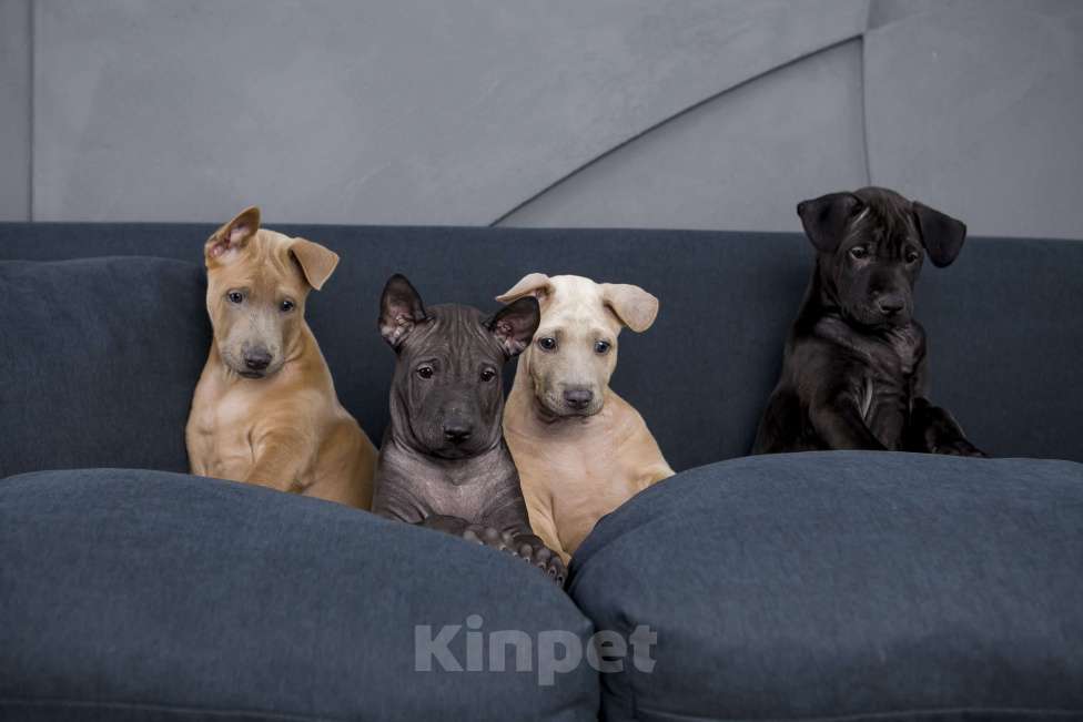 Собаки в Сургуте: Продам щенков Тайского Риджбека Мальчик, Бесплатно - фото 3