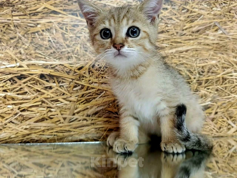 Кошки в других городах Краснодарского края: Шотландские котята Разнополые, 12 000 руб. - фото 1
