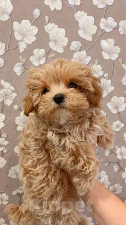 Собаки в Москве: Мальтипу мальчик 3 месяца  Мальчик, 150 000 руб. - фото 3