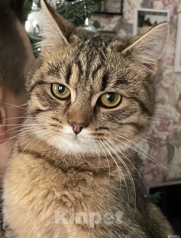 Кошки в Екатеринбурге: Кошечка Алиса в добрые руки Девочка, Бесплатно - фото 3