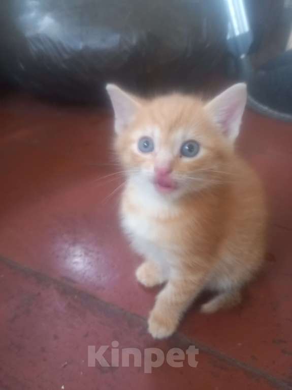 Кошки в других городах Московской области: Ищу хозяина Девочка, Бесплатно - фото 4