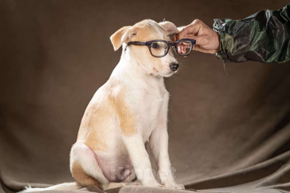 Собаки в Клине: Майло — весёлый озорник готов дарить вам улыбки Мальчик, Бесплатно - фото 7