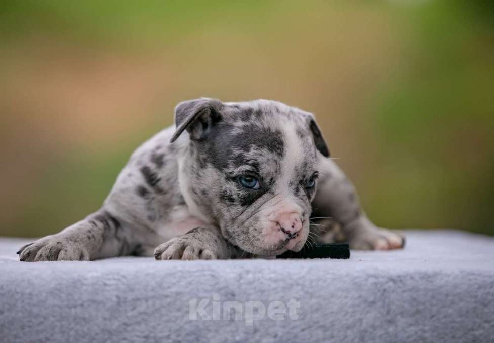 Собаки в Москве: Американский булли Девочка, 250 000 руб. - фото 2