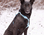 Собаки в Москве: Скромный добрый Блэк в поисках дома Мальчик, Бесплатно - фото 3