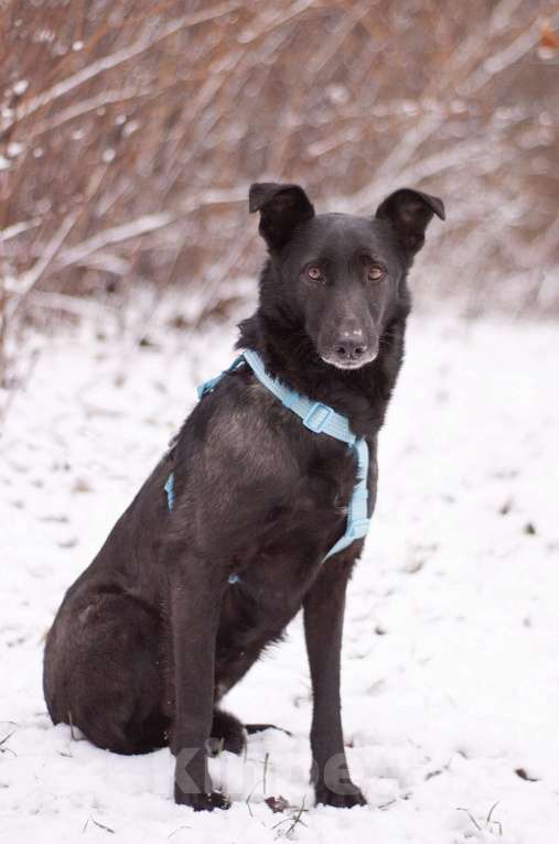 Собаки в Москве: Скромный добрый Блэк в поисках дома Мальчик, Бесплатно - фото 3