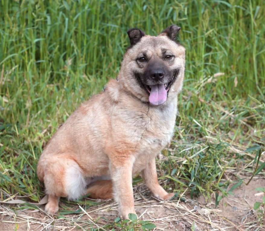 Собаки в Москве: Асторию еле спасли от живодёра  Девочка, Бесплатно - фото 4