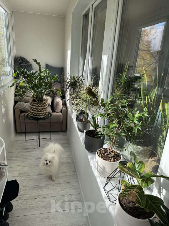 Собаки в Москве: Померанский шпиц малый Девочка, 25 000 руб. - фото 3