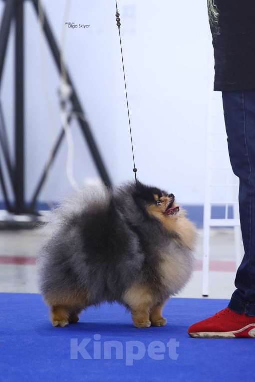 Собаки в Екатеринбурге: вязка  Мальчик, 25 000 руб. - фото 2