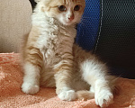 Кошки в Тамбове: Котенок девочка в дар, 1 мес.  Девочка, Бесплатно - фото 1