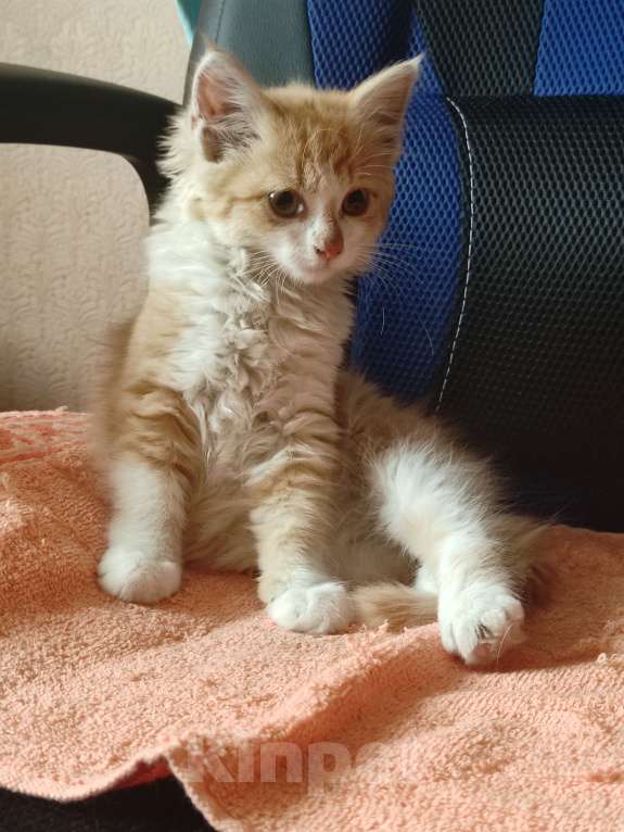 Кошки в Тамбове: Котенок девочка в дар, 1 мес.  Девочка, Бесплатно - фото 1