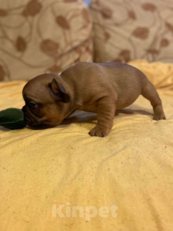 Собаки в Санкт-Петербурге: Отличный мальчик французик Мальчик, 40 000 руб. - фото 3