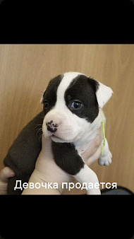 Объявление: Предлогаются высокопородные щенки АСТ, 50 000 руб., Сосновоборск