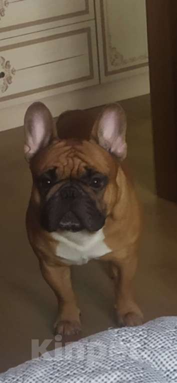 Собаки в Оби: Щенок ФРАНЦУЗСКОГО БУЛЬДОГА  РКФ Мальчик, 60 000 руб. - фото 4
