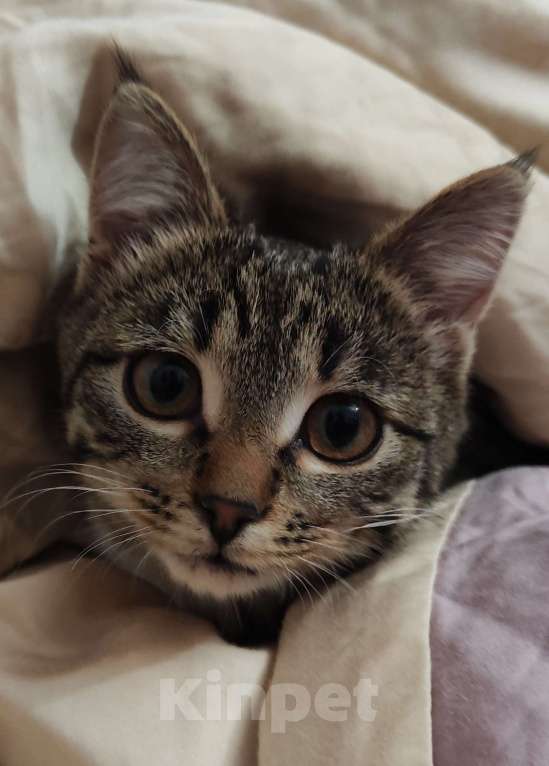 Кошки в Москве: Новогодний сюрприз, девочка, примерно 5 месяцев Девочка, Бесплатно - фото 5