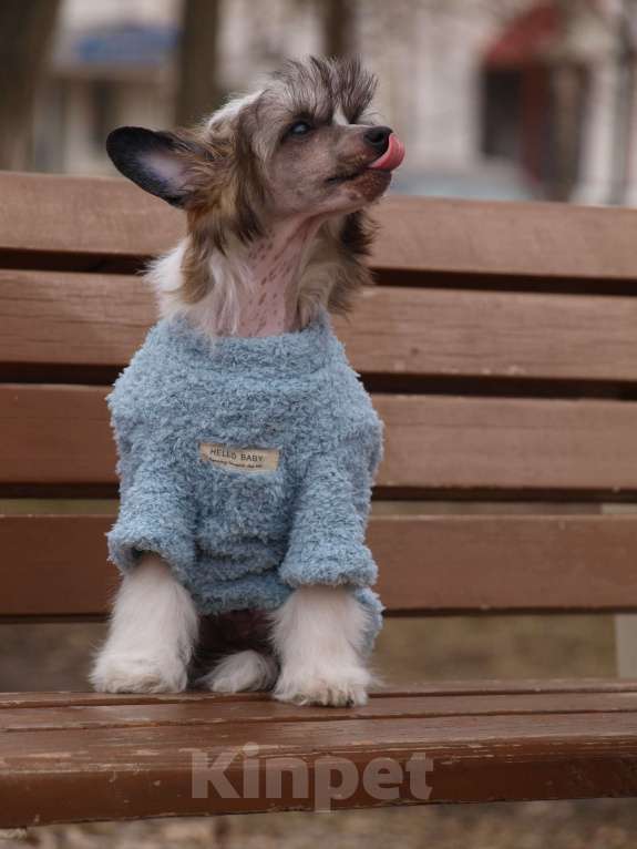 Собаки в Липецке: Небольшой голый мальчик Мальчик, 50 000 руб. - фото 5