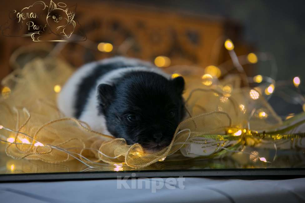 Собаки в Волгограде: Померанский шпиц мишка Девочка, 45 000 руб. - фото 5