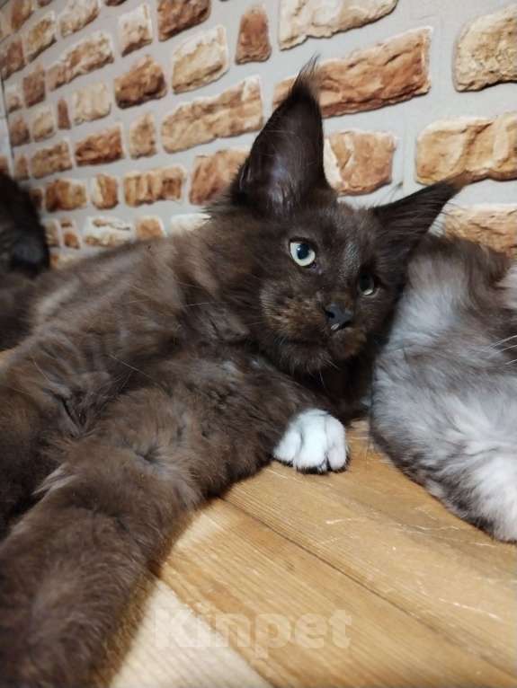 Кошки в Петрозаводске: Котята мейн-кун  Мальчик, Бесплатно - фото 5