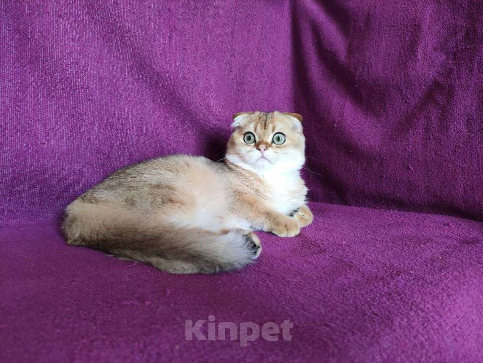 Кошки в Москве: Шотландский вислоухий золотой котик Хамер Мальчик, 28 000 руб. - фото 5