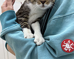 Кошки в Москве: Ласковый котенок Василек в добрые руки Мальчик, Бесплатно - фото 3