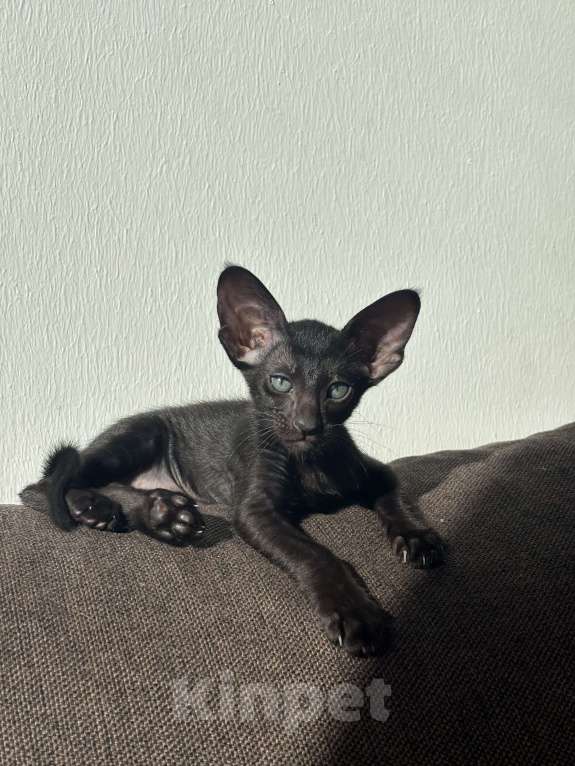 Кошки в Санкт-Петербурге: Ориентальный котенок Девочка, 30 000 руб. - фото 5