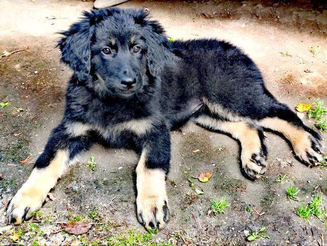 Собаки в Москве: щенки ховаварта Мальчик, Бесплатно - фото 4