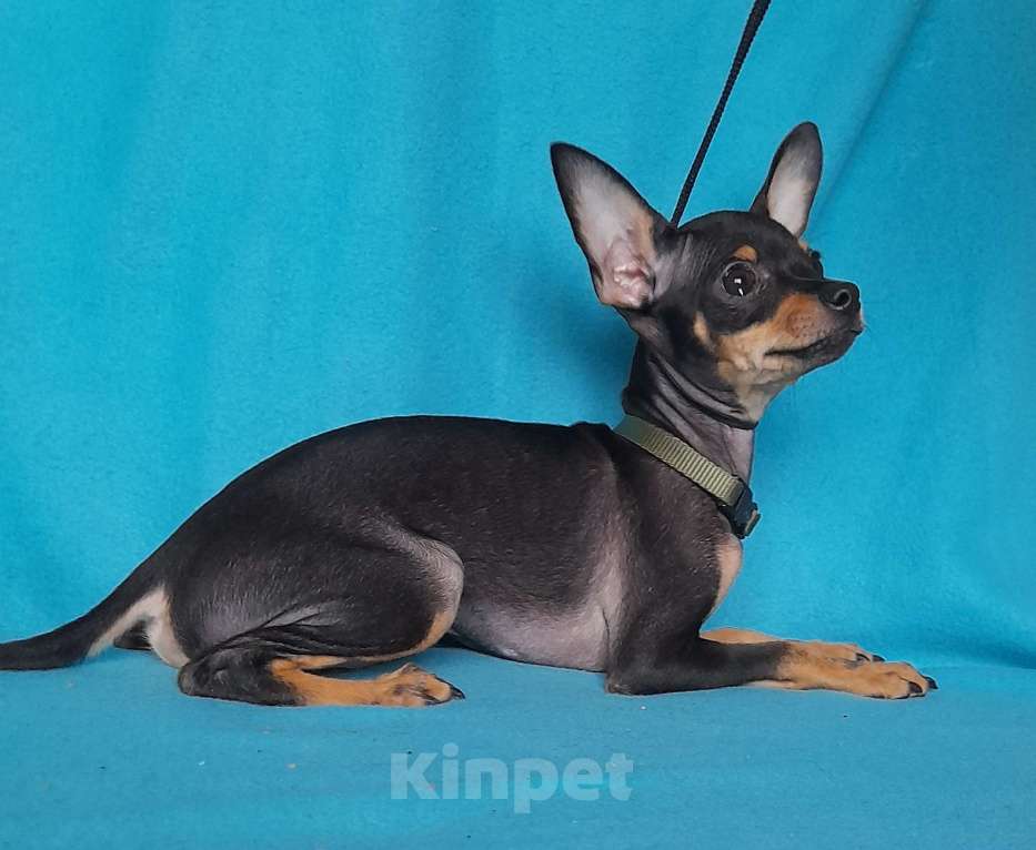 Собаки в Екатеринбурге: Щенки русского тоя гладкошёрстного Мальчик, 25 000 руб. - фото 1