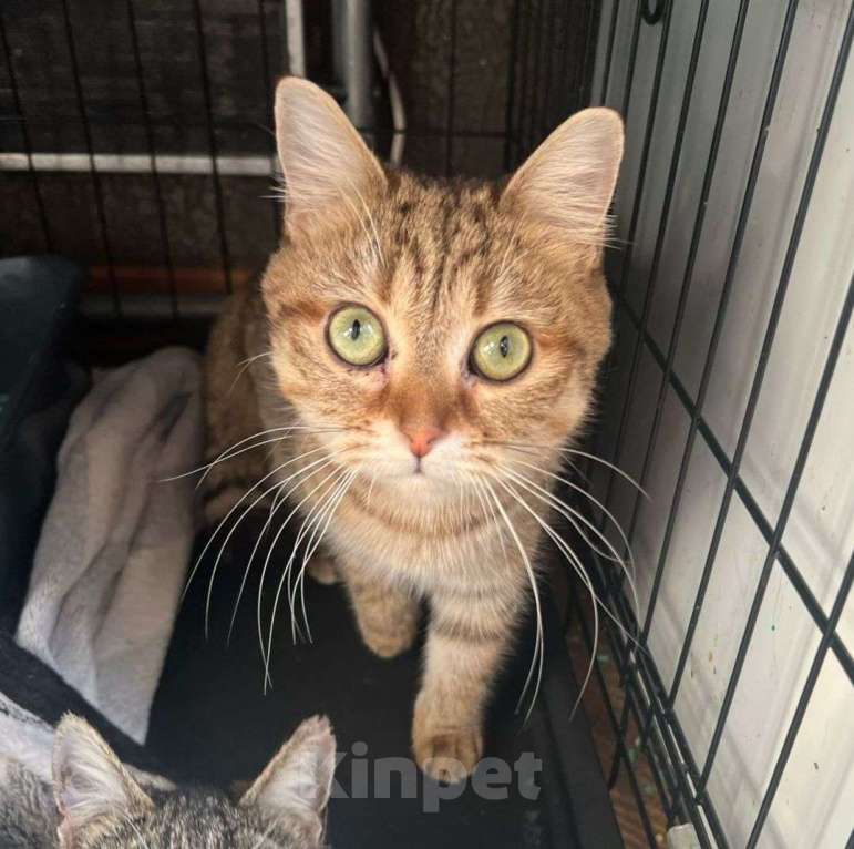 Кошки в Москве: Ласковую кошечку-подростка выпускают на улицу 🆘️ Срочный поиск дома! Девочка, Бесплатно - фото 3