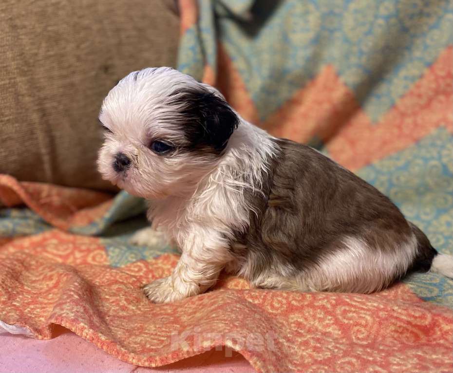 Собаки в Санкт-Петербурге: Обаятельная девочка ши тцу  Девочка, 40 000 руб. - фото 10