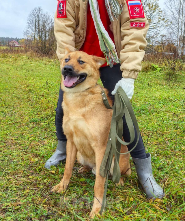 Собаки в Москве: Брутальный красавец Рич ищет хозяев! Мальчик, Бесплатно - фото 5