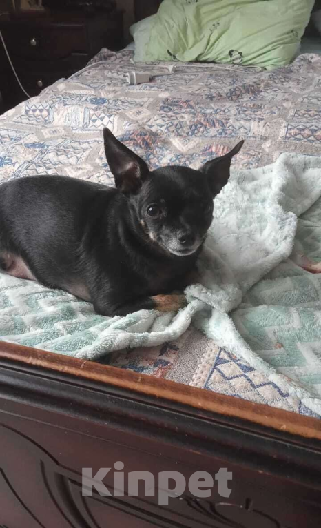 Собаки в Брянске: Потерян той Девочка, Бесплатно - фото 3