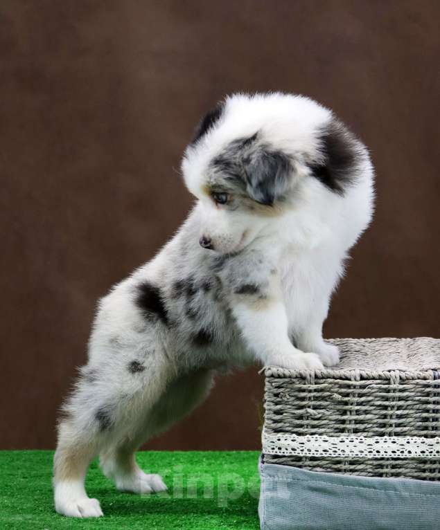 Собаки в Москве: Мраморный разноглазый мальчик мини аусси Мальчик, 110 000 руб. - фото 1