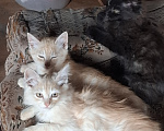 Кошки в других городах Нижегородской области: Пятеро котят ищут дом Разнополые, Бесплатно - фото 5