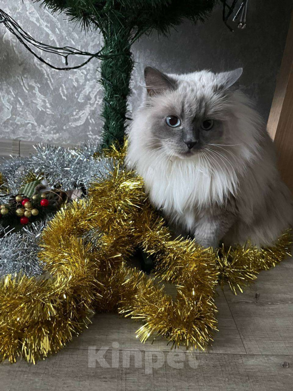 Кошки в Омске: Отдадим в добрые руки в связи с переездом Девочка, Бесплатно - фото 3