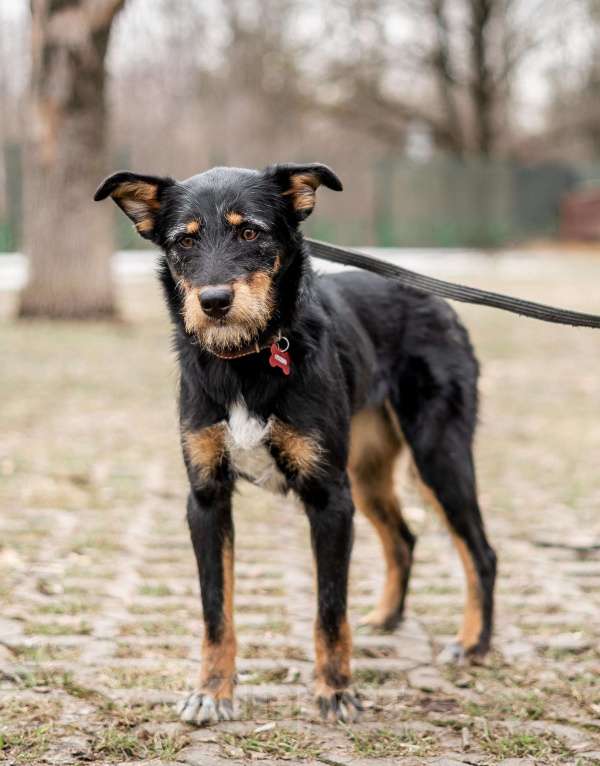 Собаки в Москве: Ласковый бородатик Жужа Девочка, Бесплатно - фото 3
