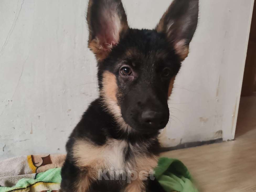 Собаки в Березовском: Продам собаку Девочка, 10 000 руб. - фото 2