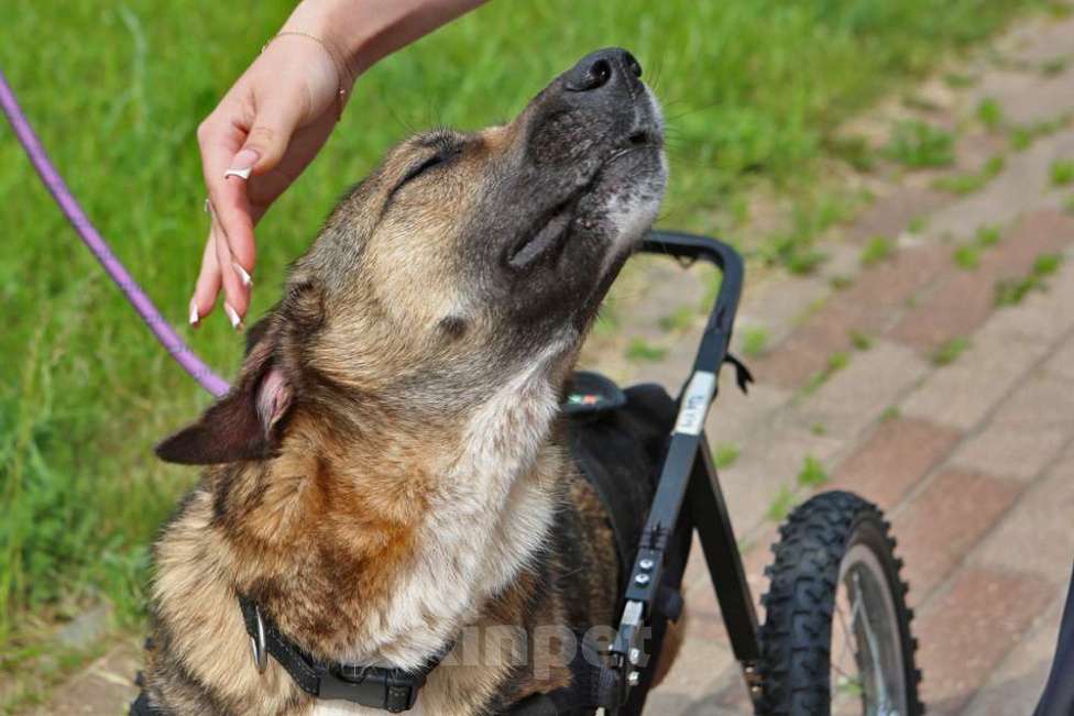 Собаки в Кубинке: Особенная Марта из приюта ищет дом. Девочка, Бесплатно - фото 8