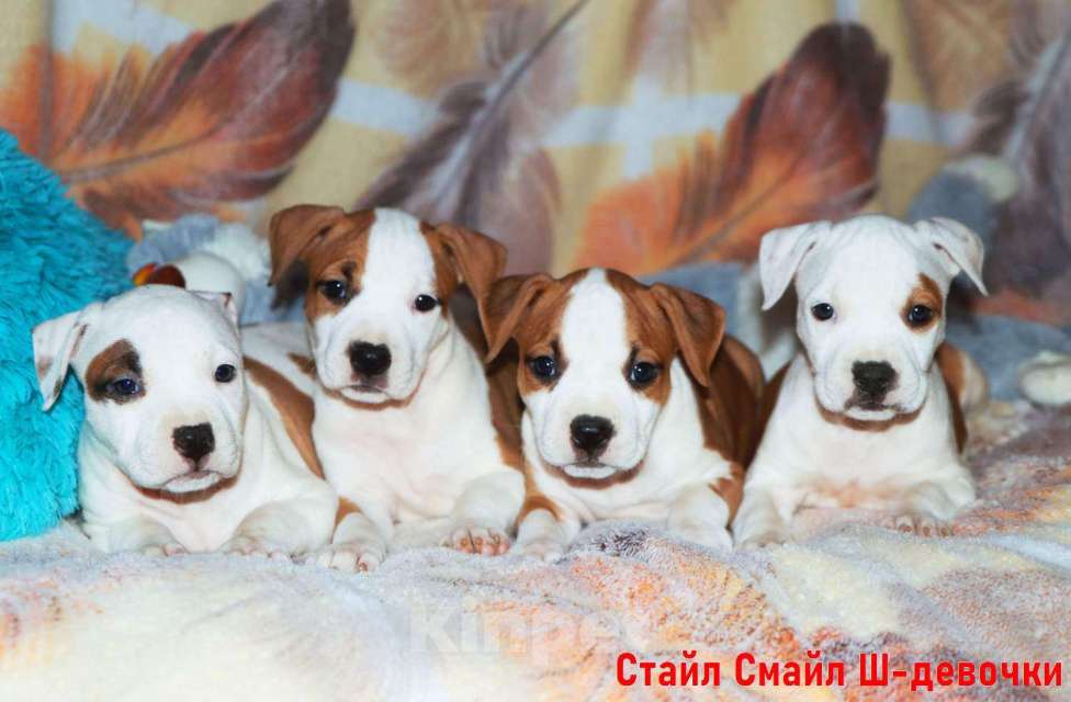 Собаки в Сергиеве Посаде: Щенки американского стаффордширского терьера Мальчик, 60 000 руб. - фото 2