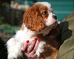 Собаки в Люберцах: Замечательный малыш Мальчик, 90 000 руб. - фото 1