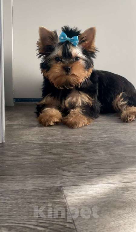 Собаки в Иркутске: Кукольные щеночки йорков Мальчик, 75 000 руб. - фото 5