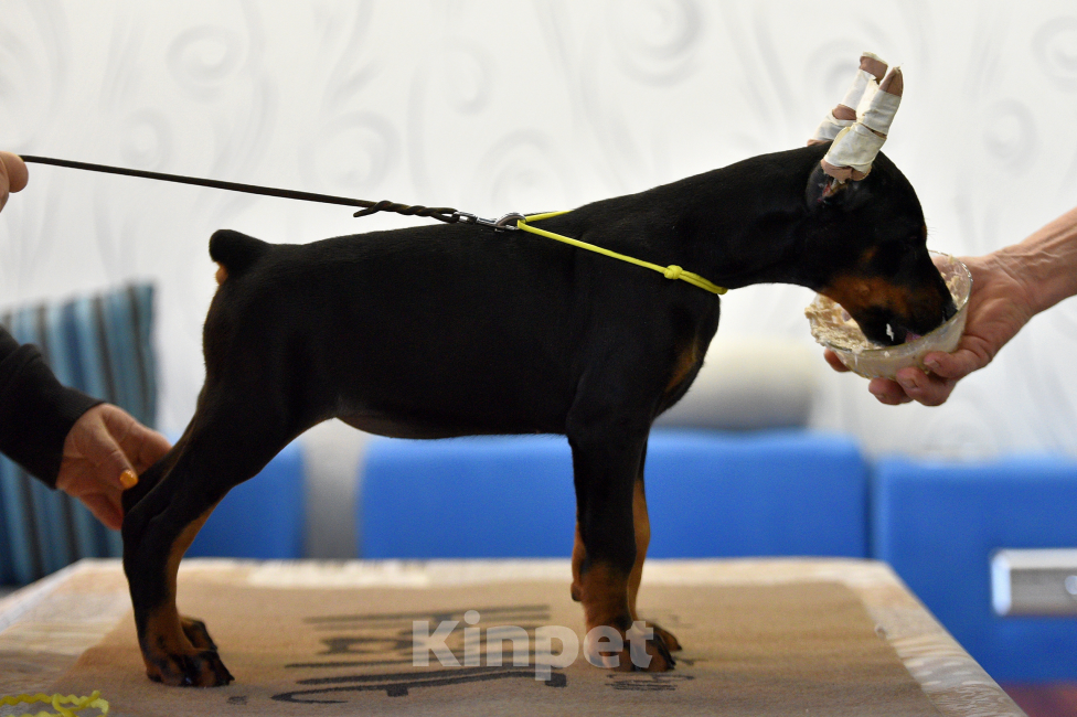 Собаки в Москве: Добердетка готова к переезду Девочка, 100 000 руб. - фото 3