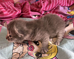 Кошки в Казани: Котята в добрые руки Разнополые, Бесплатно - фото 2