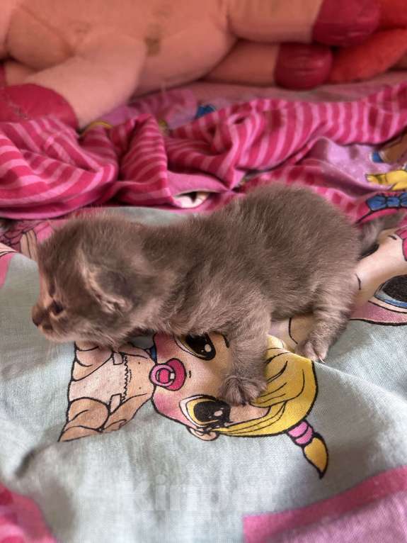 Кошки в Казани: Котята в добрые руки Разнополые, Бесплатно - фото 2